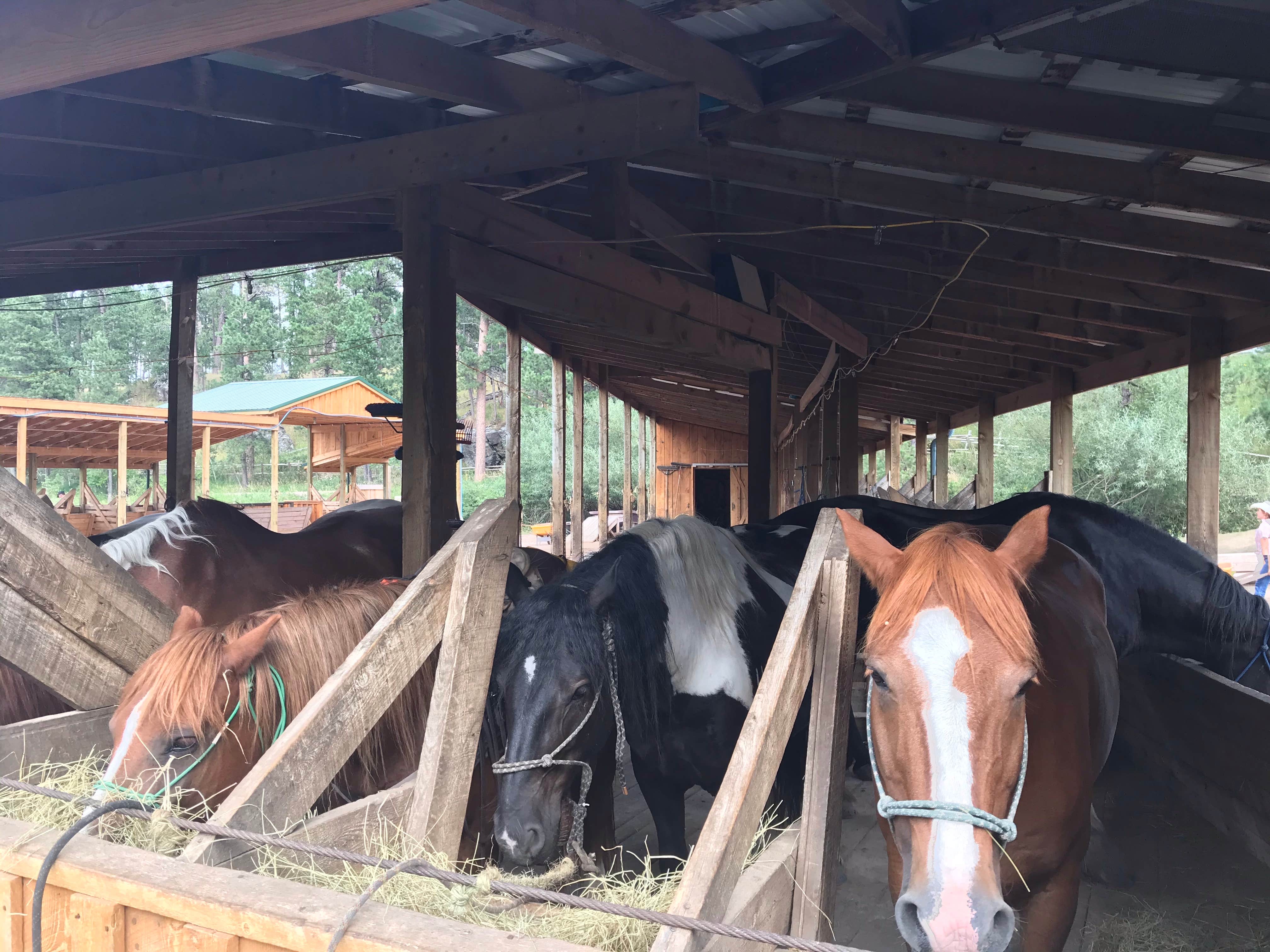 Kelly B.'s photo of camping with a horse at Mount Rushmore KOA at Palmer Gulch near Lead, SD