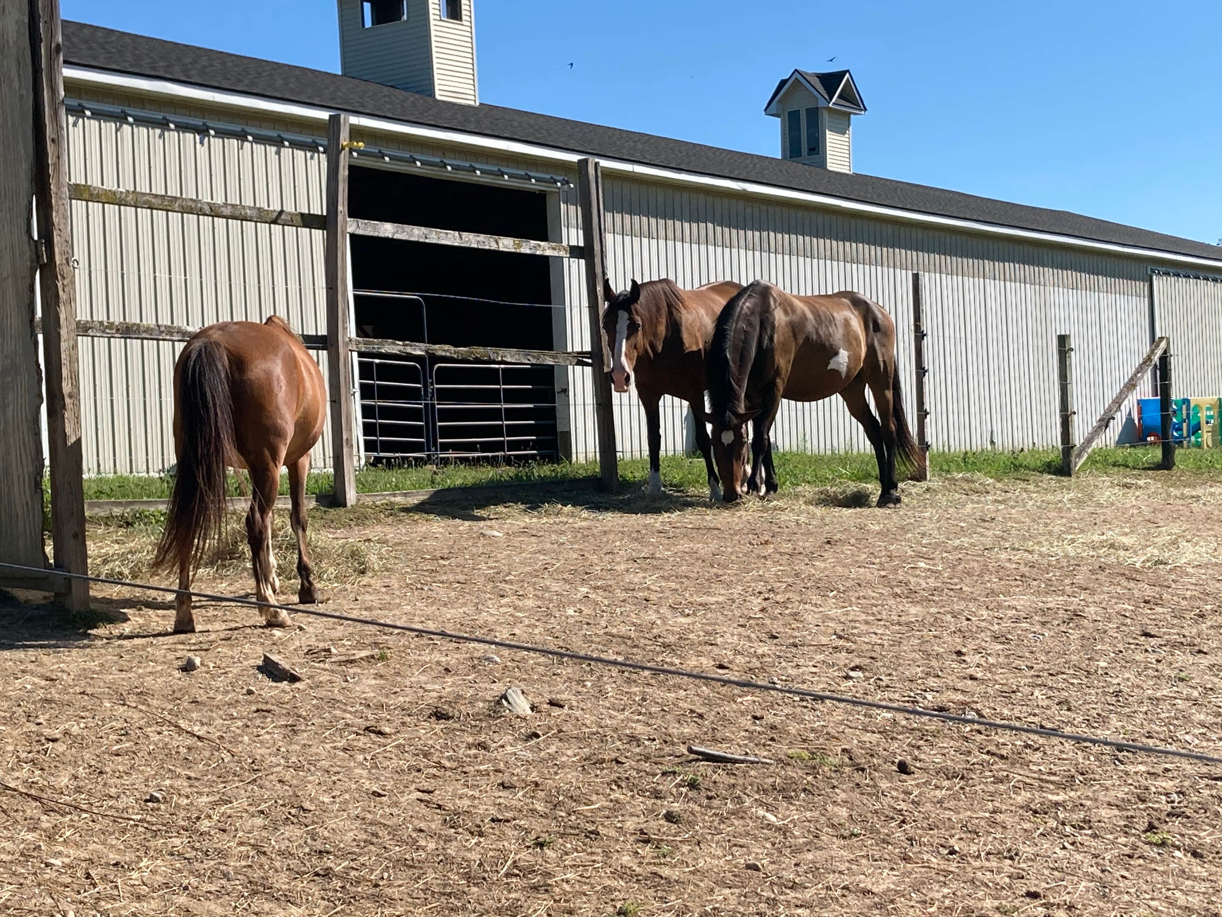 Lisa D.'s photo of camping with a horse at Hell Creek Ranch & Campground near Dearborn, MI