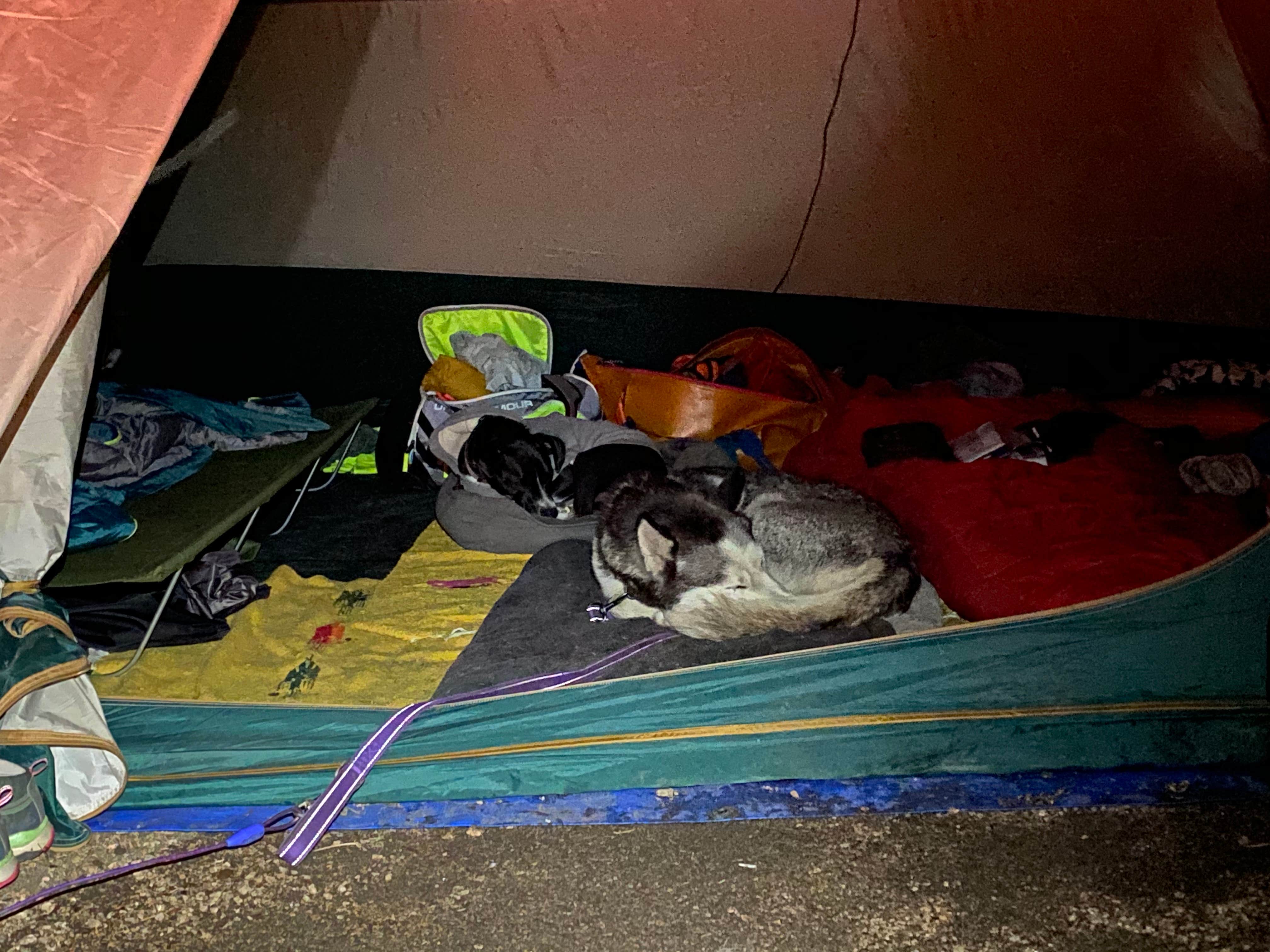 Joanna E.'s photo of camping with pets at Thunder Ridge near Colorado Springs, CO