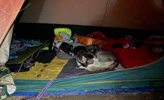 Joanna E.'s photo of camping with pets at Thunder Ridge near Green Mountain Falls, CO