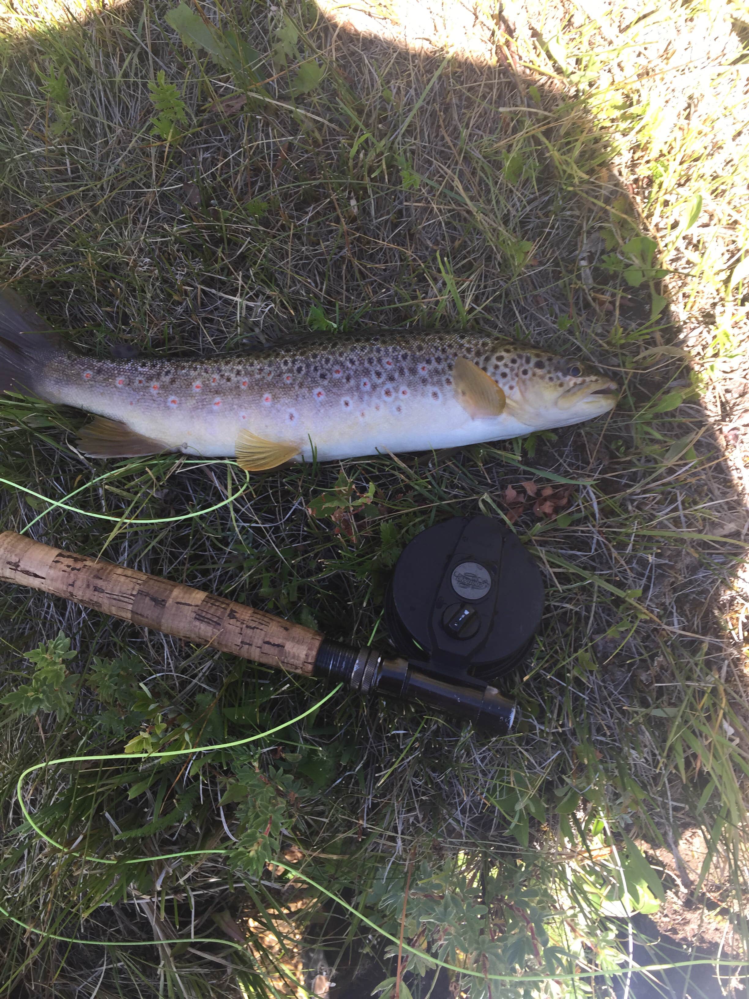 Camping near Marshall Park Campground: Ivy Creek, City of Creede, Colorado