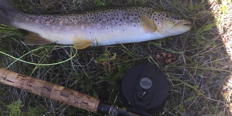 Camper submitted image from Ivy Creek