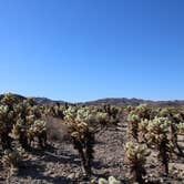 Review photo of Cottonwood Campground — Joshua Tree National Park by Elliott B., July 5, 2016