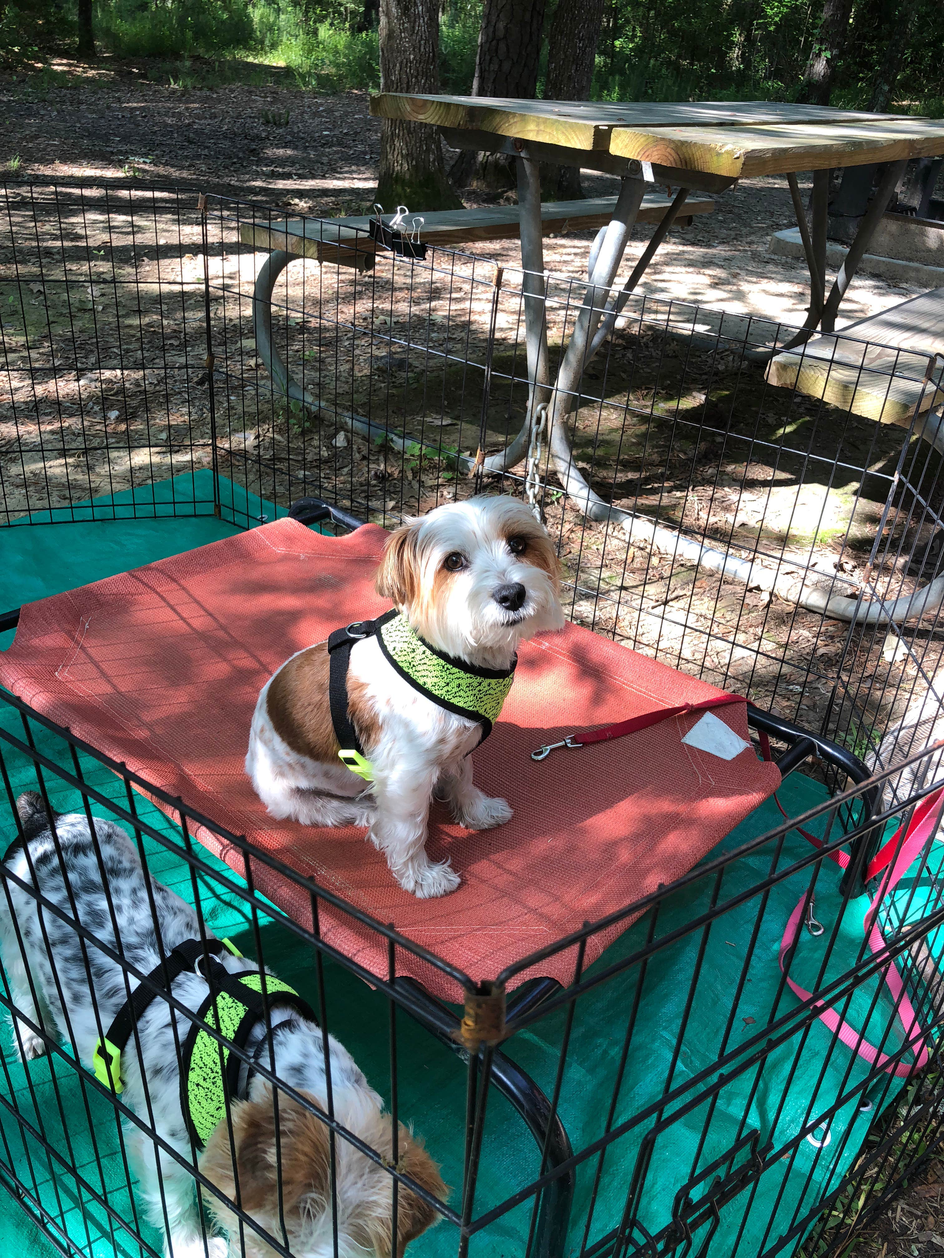 David S.'s photo of camping with pets at Lake Livingston State Park Campground near Village Mills, TX