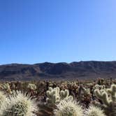 Review photo of Cottonwood Campground — Joshua Tree National Park by Elliott B., July 5, 2016