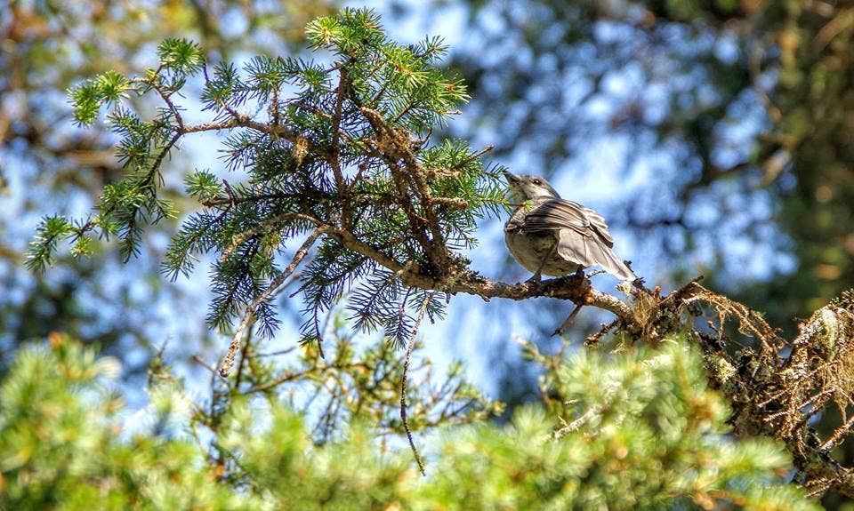 Camper submitted image from Fish Creek Campground — Glacier National Park - 2