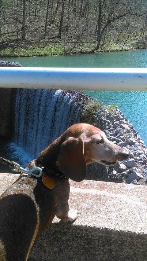 Myra P.'s photo of camping with pets at Blanchard Springs Recreation Area — Ozark St. Francis National Forests near Heber Springs, AR
