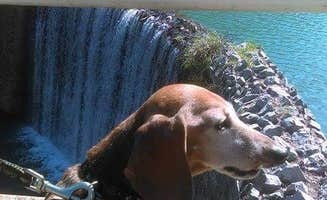 Myra P.'s photo of camping with pets at Blanchard Springs Recreation Area — Ozark St. Francis National Forests near Leslie, AR