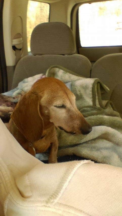 Myra P.'s photo of camping with pets at Blanchard Springs Recreation Area — Ozark St. Francis National Forests near Batesville, AR