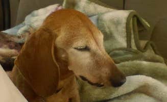 Myra P.'s photo of camping with pets at Blanchard Springs Recreation Area — Ozark St. Francis National Forests near Calico Rock, AR