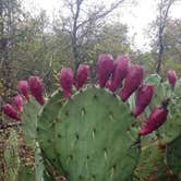 Review photo of Tejas Park by Troy W., May 6, 2018