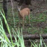 Review photo of Powell Campground by Annell N., August 22, 2020