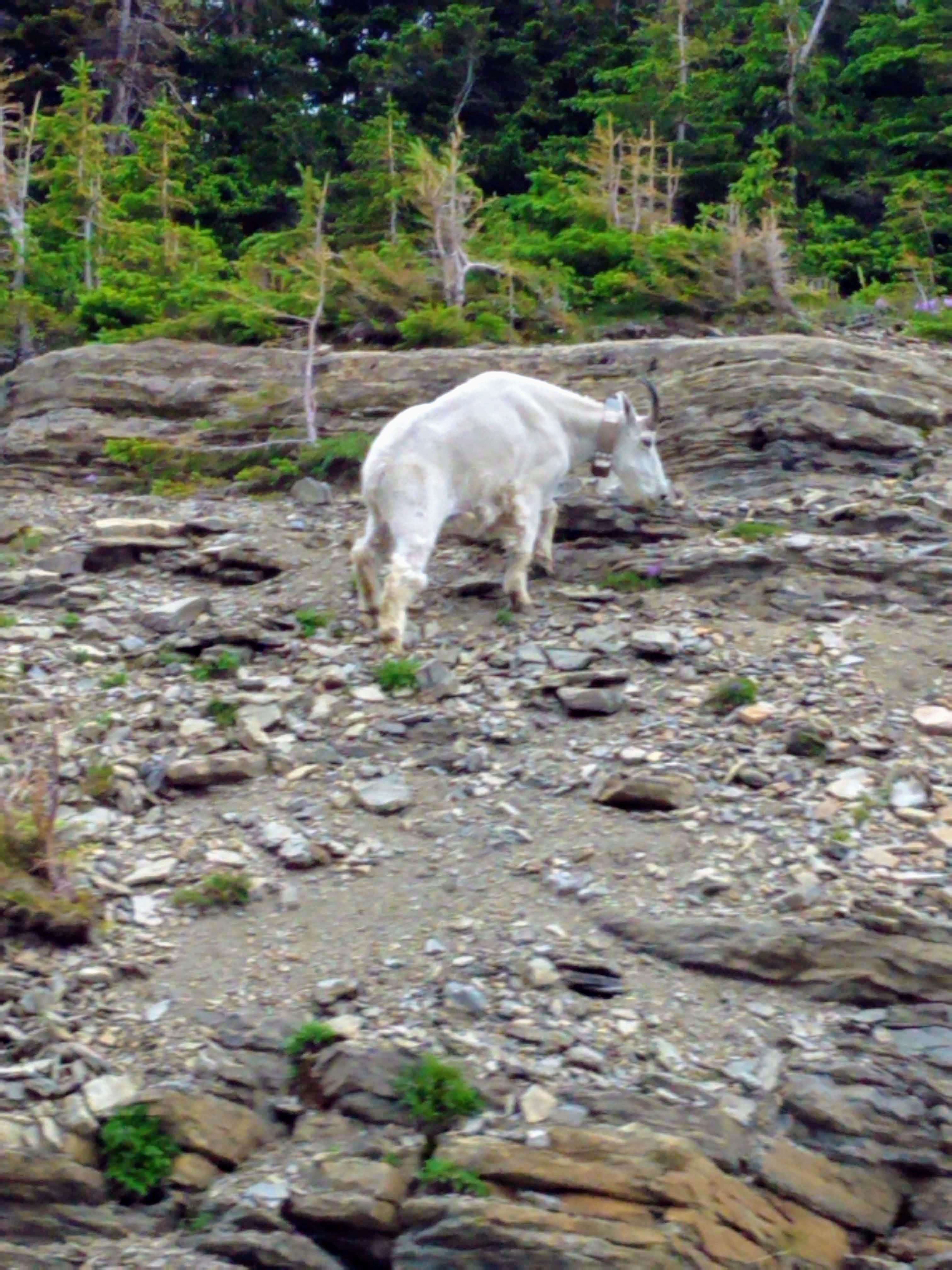 Annell N.'s photo of camping with pets at Many Glacier Campground — Glacier National Park near Babb, MT
