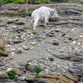 Review photo of Many Glacier Campground — Glacier National Park by Annell N., August 22, 2020