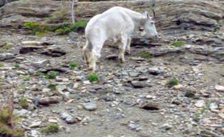 Annell N.'s photo of camping with pets at Many Glacier Campground — Glacier National Park near Glacier National Park