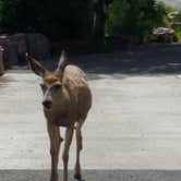 Review photo of Many Glacier Campground — Glacier National Park by Annell N., August 22, 2020