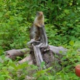 Review photo of Many Glacier Campground — Glacier National Park by Annell N., August 22, 2020