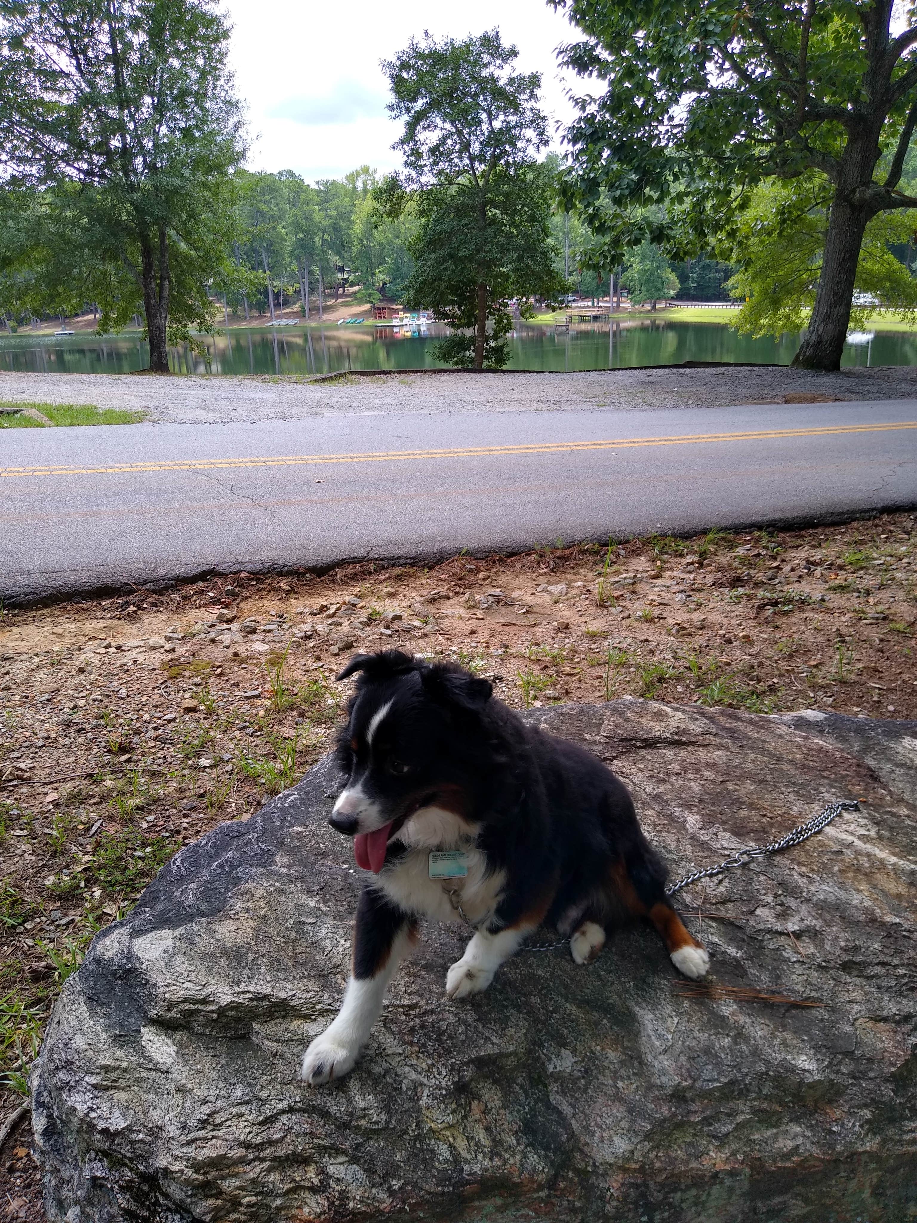 Carol L.'s photo of camping with pets at Franklin D Roosevelt State Park Campground near Lanett, AL