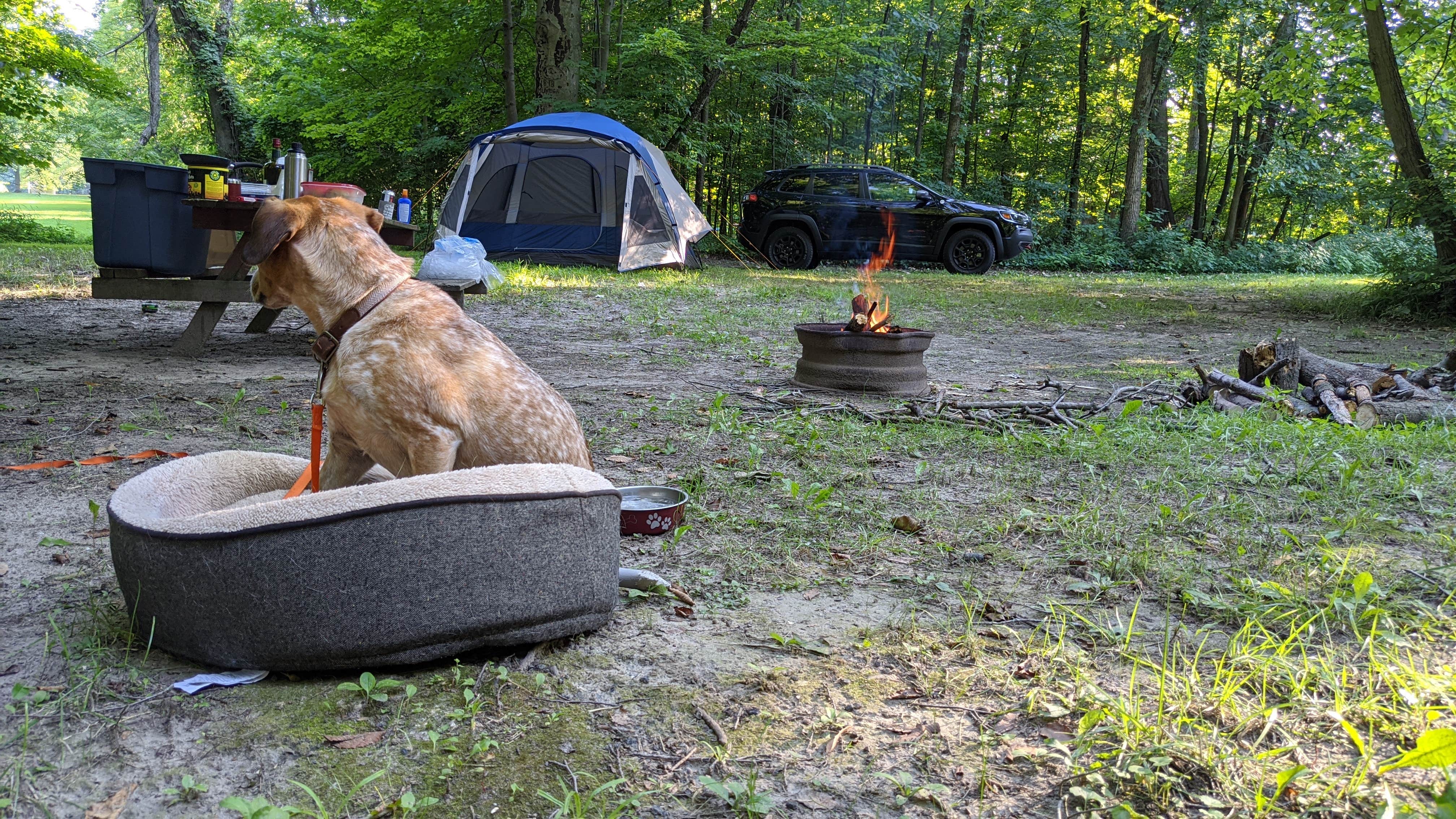 Danielle C.'s photo of camping with pets at Sand Creek Campground near La Porte, IN