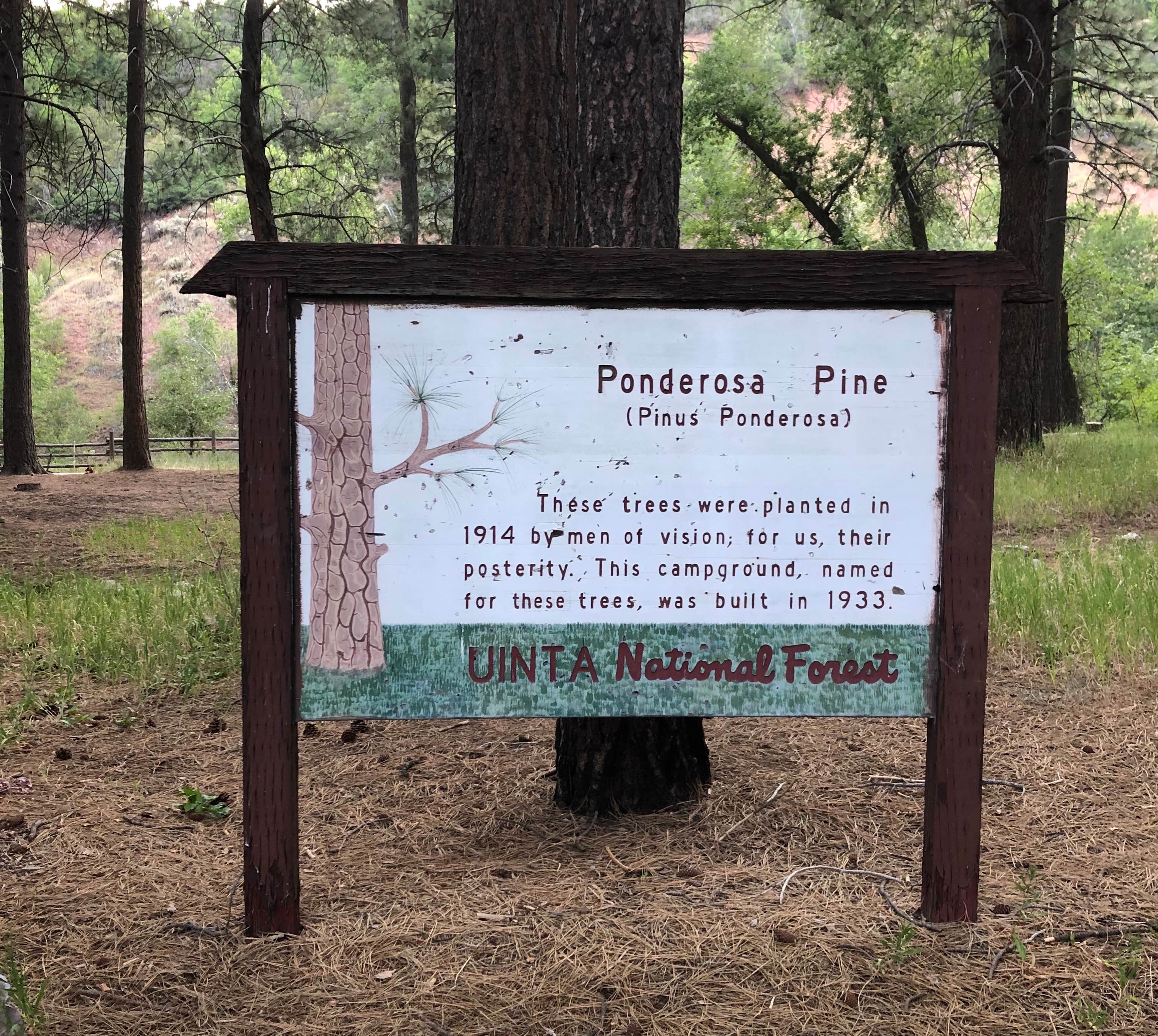 Camper submitted image from Ponderosa Uinta - 3