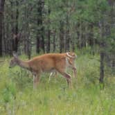 Review photo of Game Lodge Campground — Custer State Park by Annell N., August 22, 2020