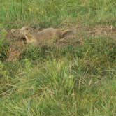 Review photo of Game Lodge Campground — Custer State Park by Annell N., August 22, 2020