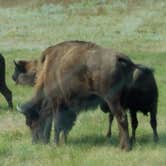 Review photo of Blue Bell Campground — Custer State Park by Annell N., August 22, 2020