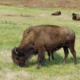 Review photo of Blue Bell Campground — Custer State Park by Annell N., August 22, 2020