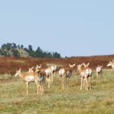 Review photo of Blue Bell Campground — Custer State Park by Annell N., August 22, 2020