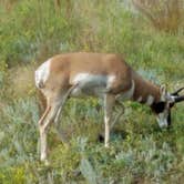 Review photo of Blue Bell Campground — Custer State Park by Annell N., August 22, 2020