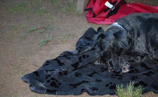 Anna L.'s photo of camping with pets at Pettecote Junction Campground near Tioga-Hammond Lakes