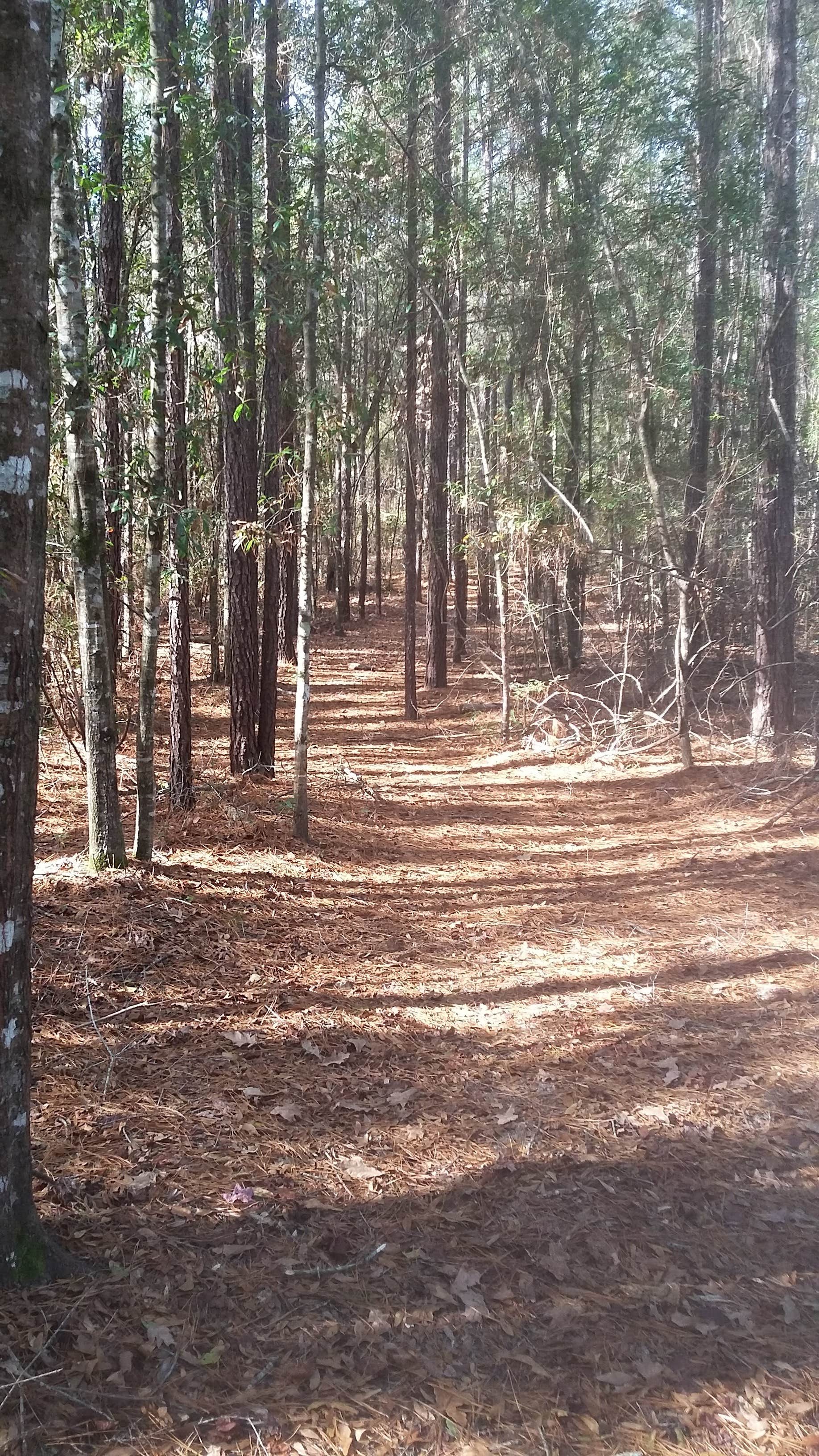 Camper-submitted photo at Towns Bluff Park near Hazlehurst, GA