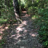 Review photo of Koomer Ridge Campground — Daniel Boone National Forest by Anne D., August 23, 2020