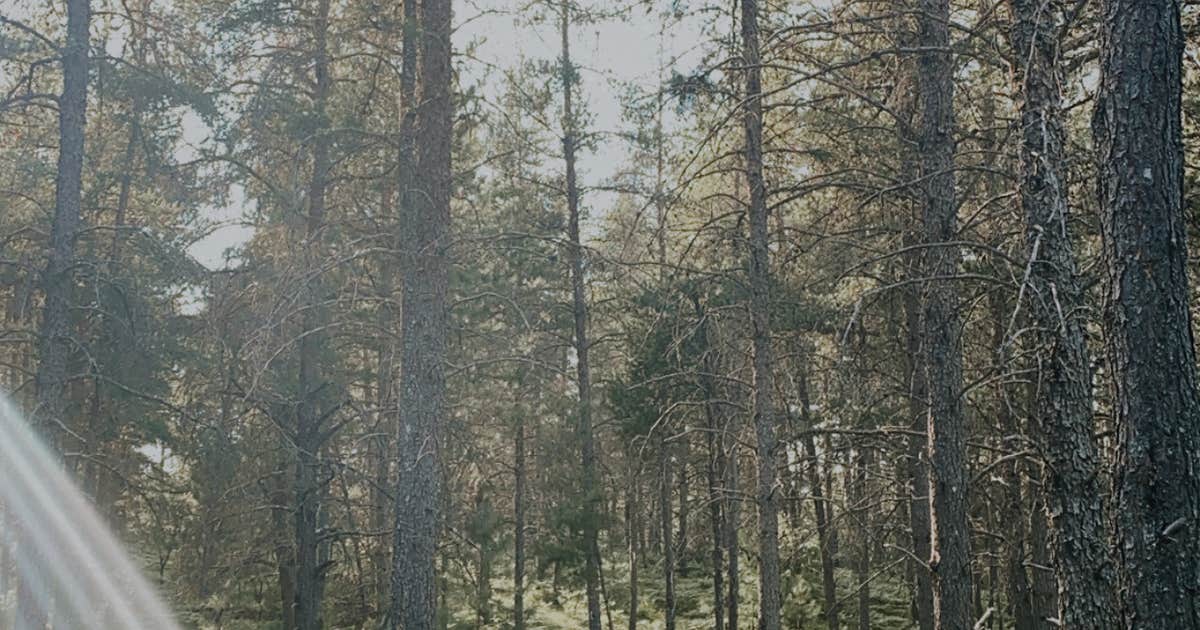 Jack Pine Lodge and Campground
