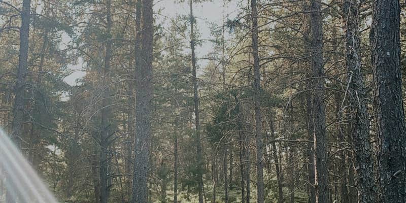 Camper submitted image from Jack Pine Lodge and Campground