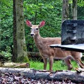 Review photo of Fall Creek Falls State Park Campground by Jeremy W., May 6, 2018