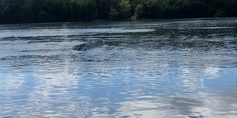 Camper submitted image from Brunswick City Campground