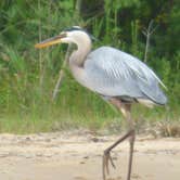 Review photo of Lake Lincoln State Park Campground by Cat R., August 23, 2020