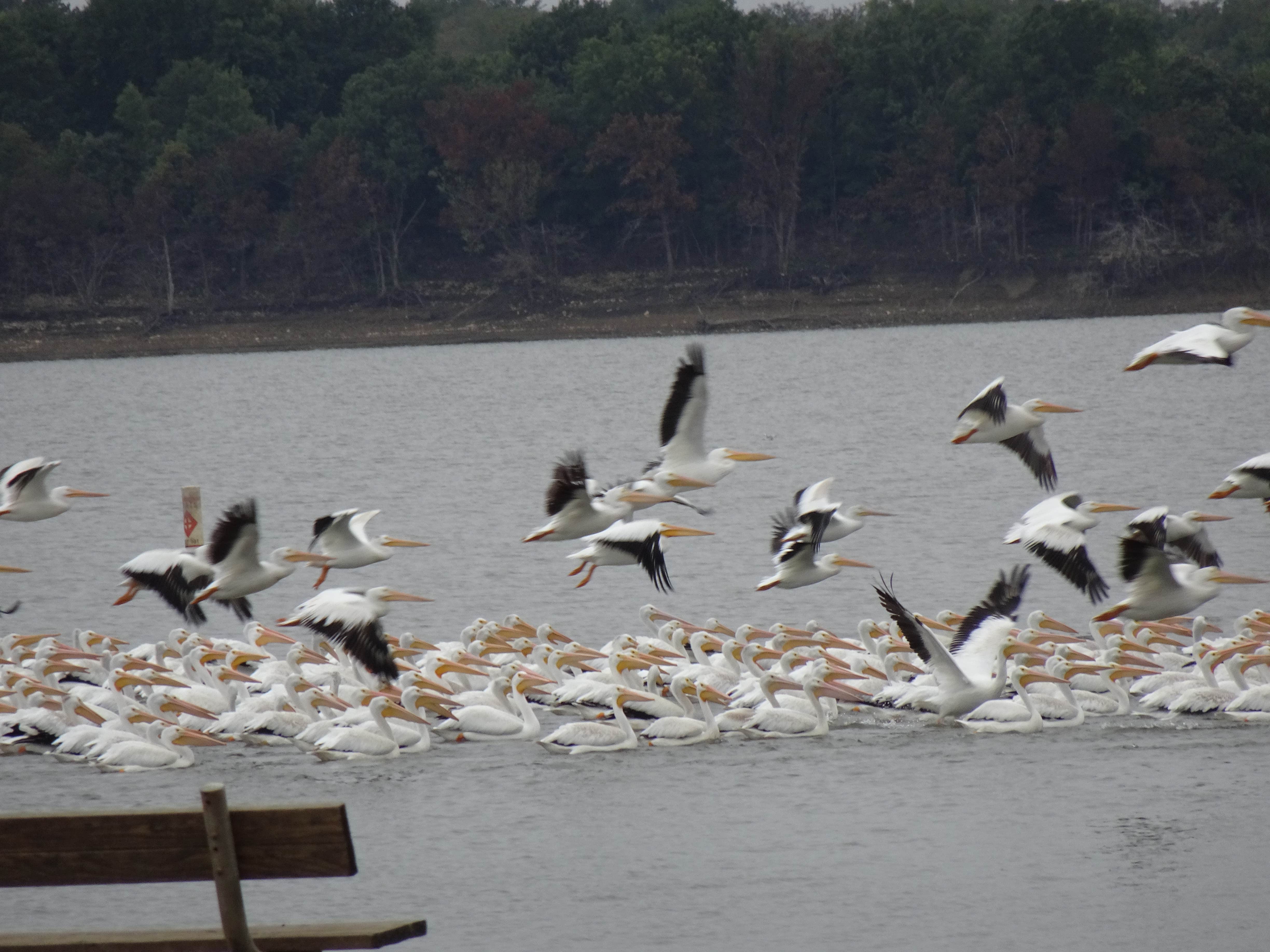 Camper-submitted photo at Michigan Valley near Pomona Lake