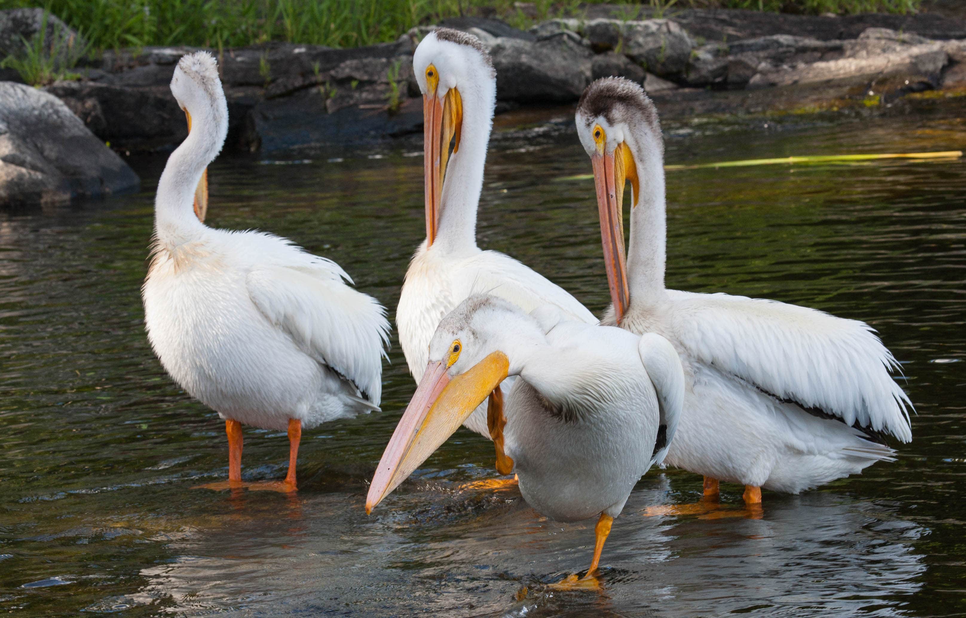 Camper-submitted photo at Arrowhead Lodge near Crane Lake, MN