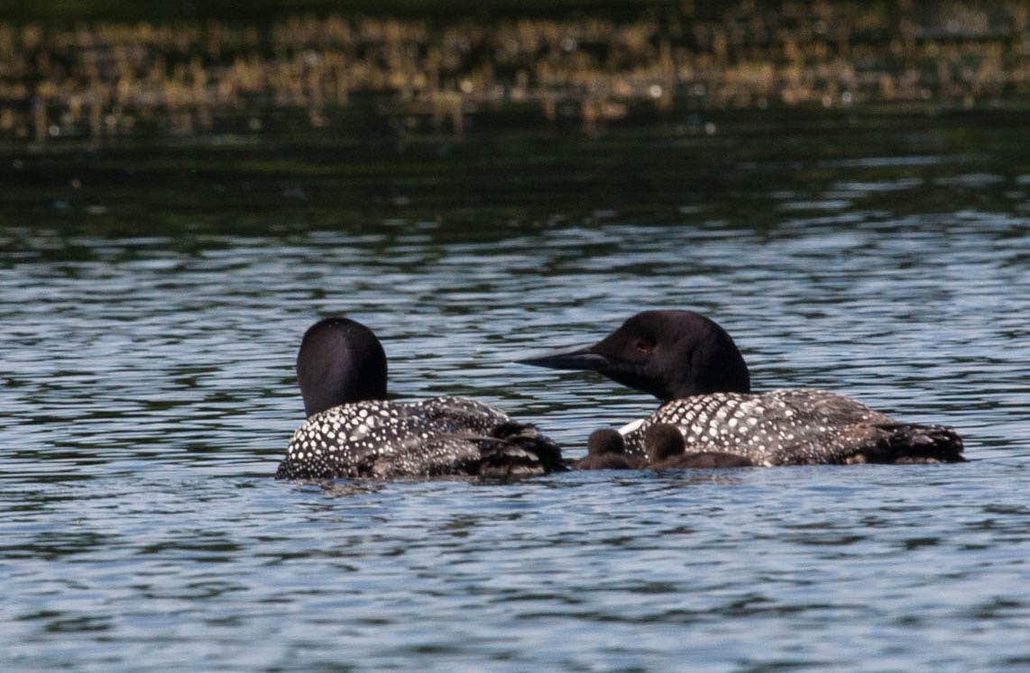 Camper-submitted photo at Arrowhead Lodge near Crane Lake, MN