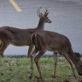 Review photo of COE Beaver Lake Prairie Creek Campground by Annell N., August 23, 2020