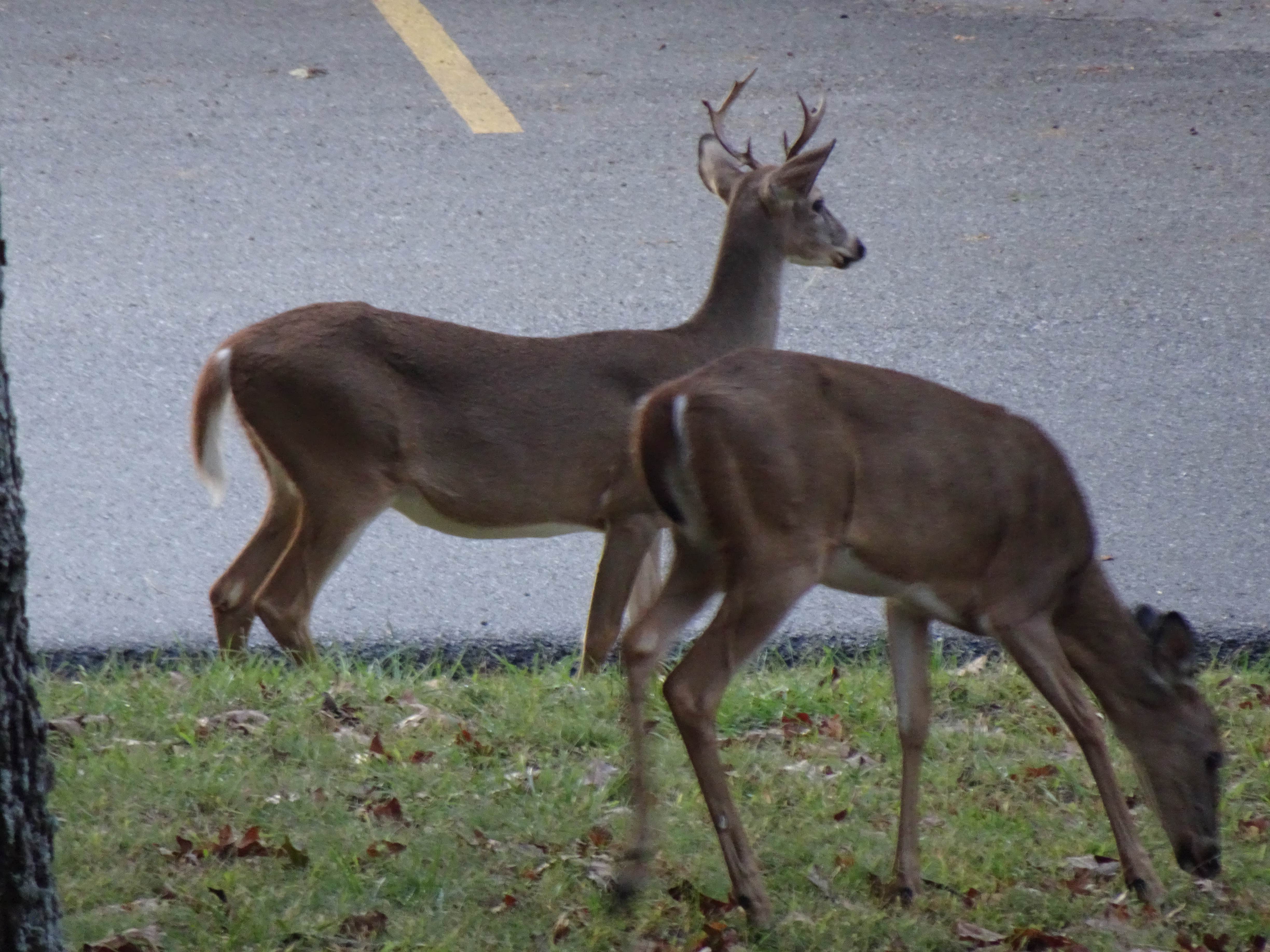 Camper submitted image from COE Beaver Lake Prairie Creek Campground - 5