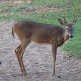 Review photo of COE Beaver Lake Prairie Creek Campground by Annell N., August 23, 2020