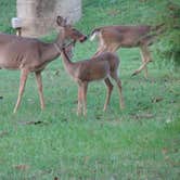 Review photo of COE Beaver Lake Prairie Creek Campground by Annell N., August 23, 2020