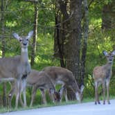 Review photo of COE Beaver Lake Prairie Creek Campground by Annell N., August 23, 2020