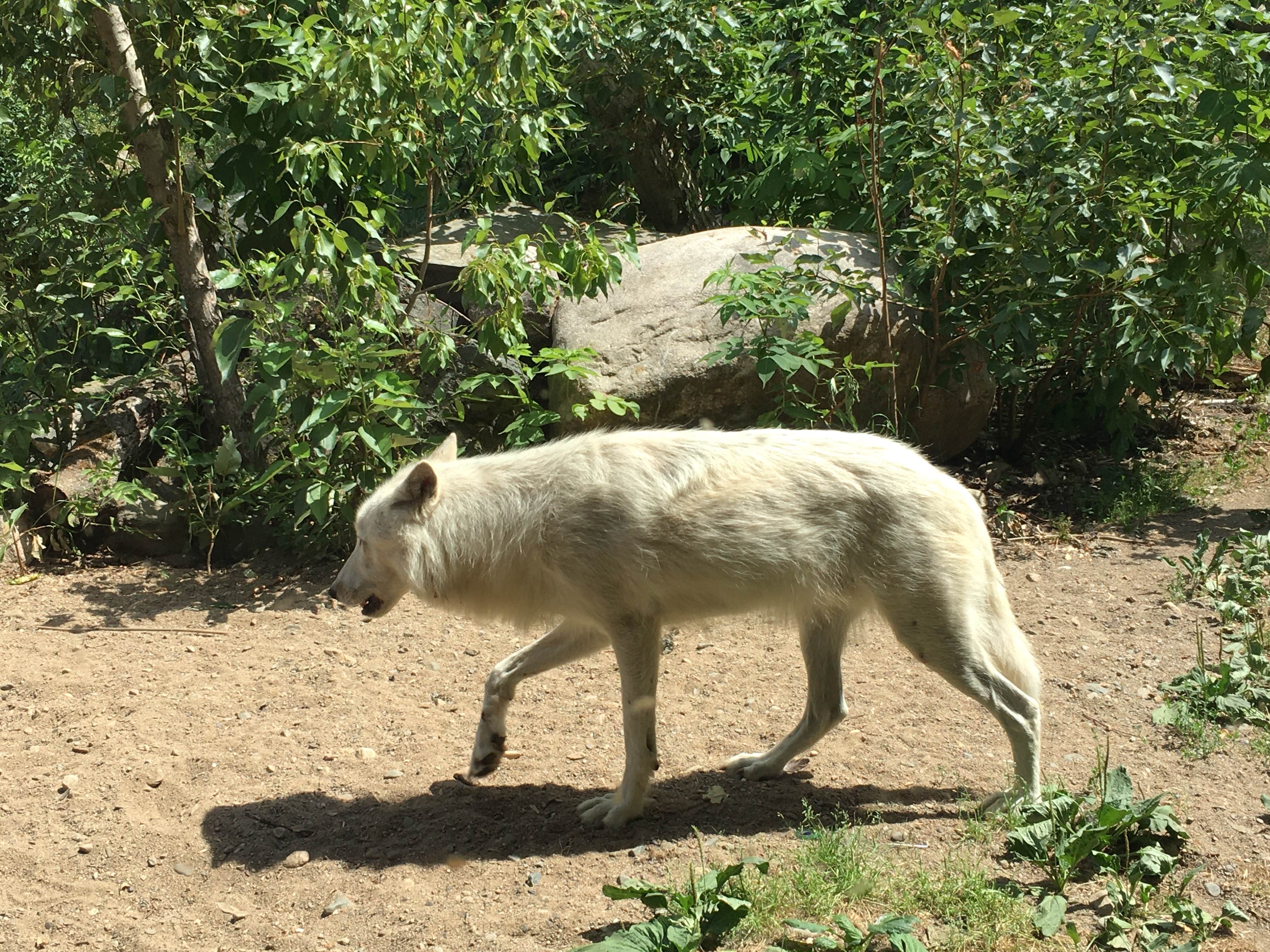B M.'s photo of camping with pets at Superior National Forest Fall Lake Campground near Biwabik, MN