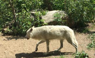B M.'s photo of camping with pets at Superior National Forest Fall Lake Campground near Superior National Forest