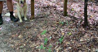 Natchez Trace RV Park
