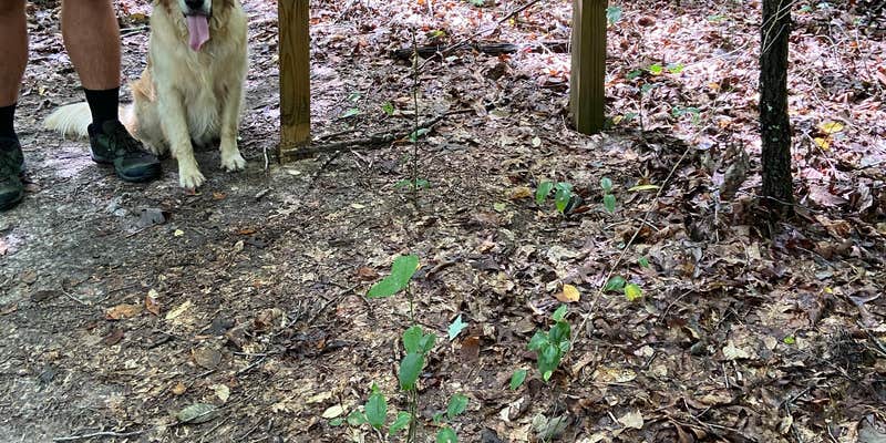 Camper submitted image from Natchez Trace RV Park